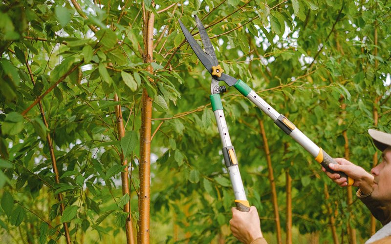 Tree trimming in Gorum, LA