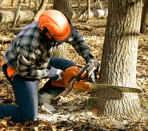 Tree Removal in Gorum, LA